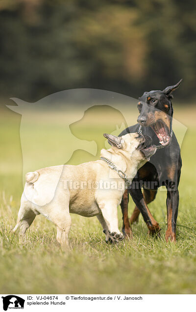 spielende Hunde / VJ-04674