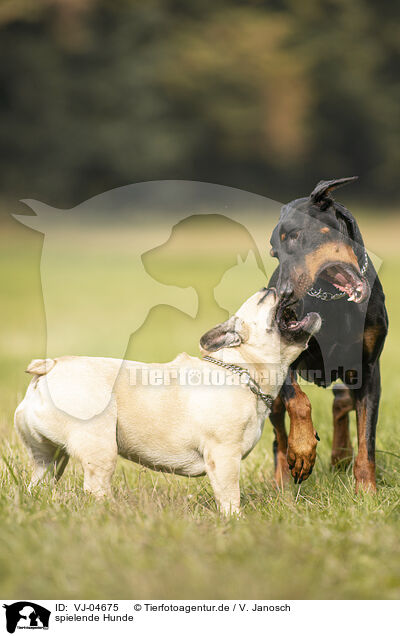 spielende Hunde / playing dogs / VJ-04675
