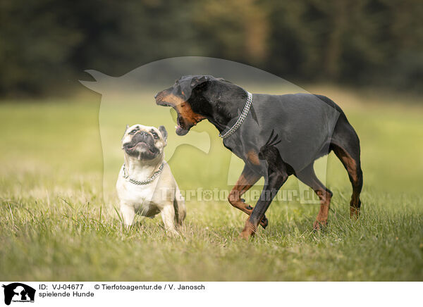 spielende Hunde / VJ-04677