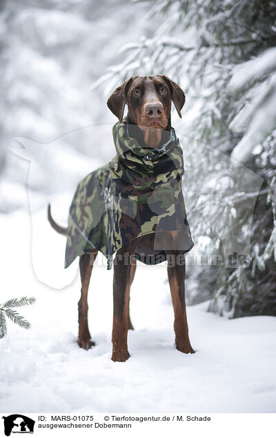 ausgewachsener Dobermann / adult Doberman Pinscher / MARS-01075