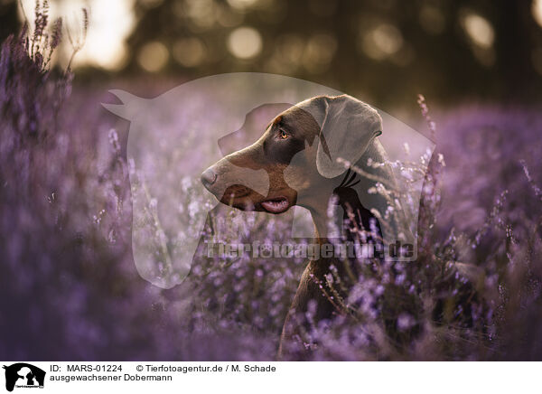 ausgewachsener Dobermann / adult Doberman Pinscher / MARS-01224