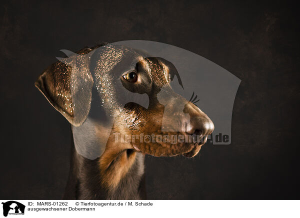 ausgewachsener Dobermann / adult Doberman Pinscher / MARS-01262