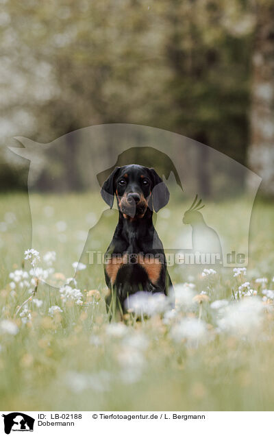 Dobermann / Doberman Pinscher / LB-02188