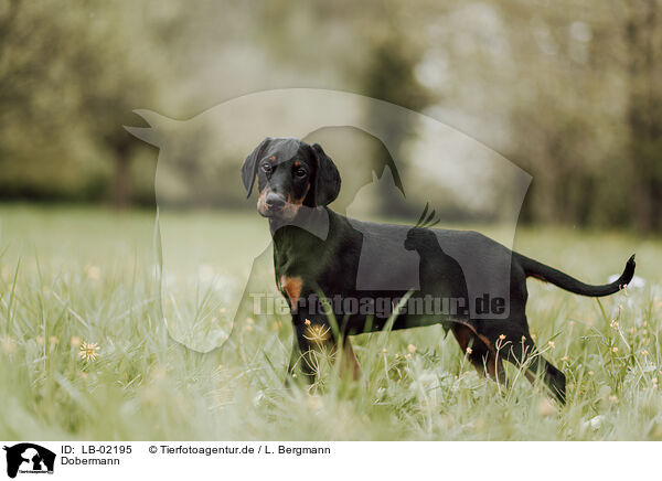 Dobermann / Doberman Pinscher / LB-02195