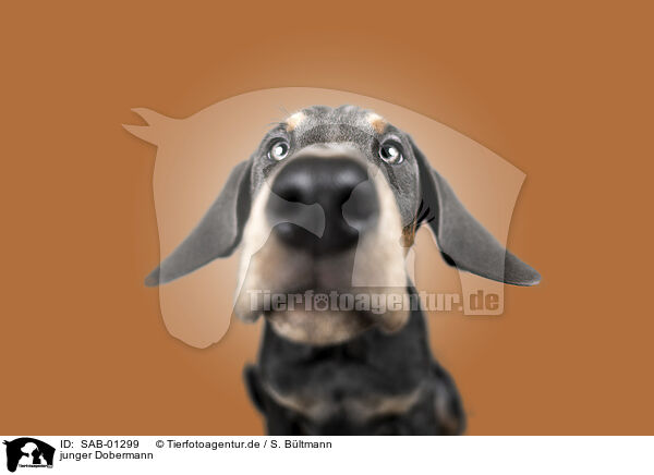 junger Dobermann / young Doberman Pinscher / SAB-01299
