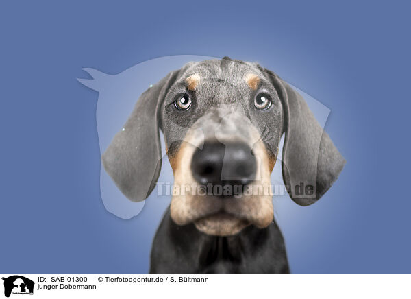 junger Dobermann / young Doberman Pinscher / SAB-01300