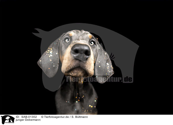 junger Dobermann / young Doberman Pinscher / SAB-01302