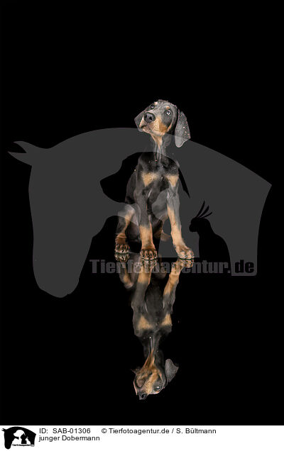 junger Dobermann / young Doberman Pinscher / SAB-01306