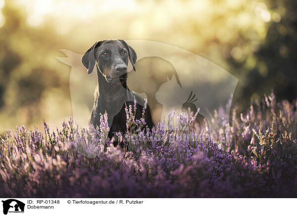 Dobermann / Doberman Pinscher / RP-01348