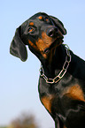 Dobermann Portrait