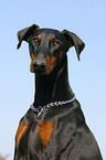 Dobermann Portrait