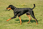 spielender Dobermann