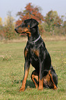 sitzender Dobermann