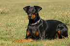 liegender Dobermann