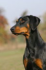 Dobermann Portrait