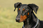 Dobermann Portrait