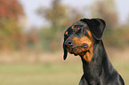 Dobermann Portrait