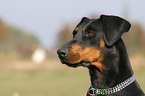 Dobermann Portrait