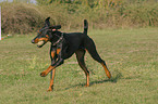 Dobermann beim Spiel