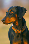 Dobermann Portrait