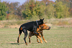 Rhodesian Ridgeback und Dobermann