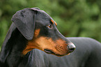 Dobermann Portrait