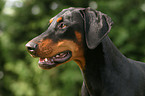 Dobermann Portrait