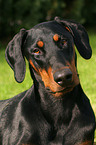 Dobermann Portrait