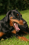 ghnender Dobermann