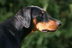 Dobermann Portrait