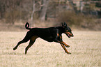 rennender Dobermann