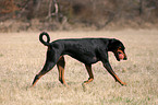 spielender Dobermann