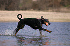 spielender Dobermann