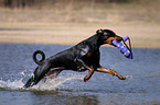 spielender Dobermann