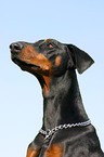 Dobermann Portrait