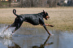 Dobermann in Bewegung