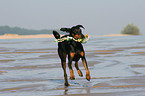 spielender Dobermann