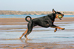 spielender Dobermann