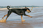 spielender Dobermann