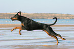 rennender Dobermann