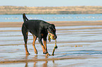 spielender Dobermann