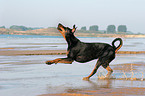 rennender Dobermann