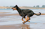 rennender Dobermann