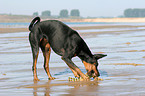 spielender Dobermann