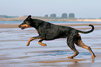 rennender Dobermann