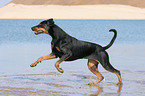 rennender Dobermann