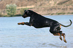 springender Dobermann