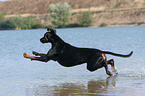 springender Dobermann