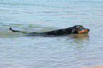 schwimmender Dobermann