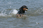 Dobermann und Jack Russell Terrier